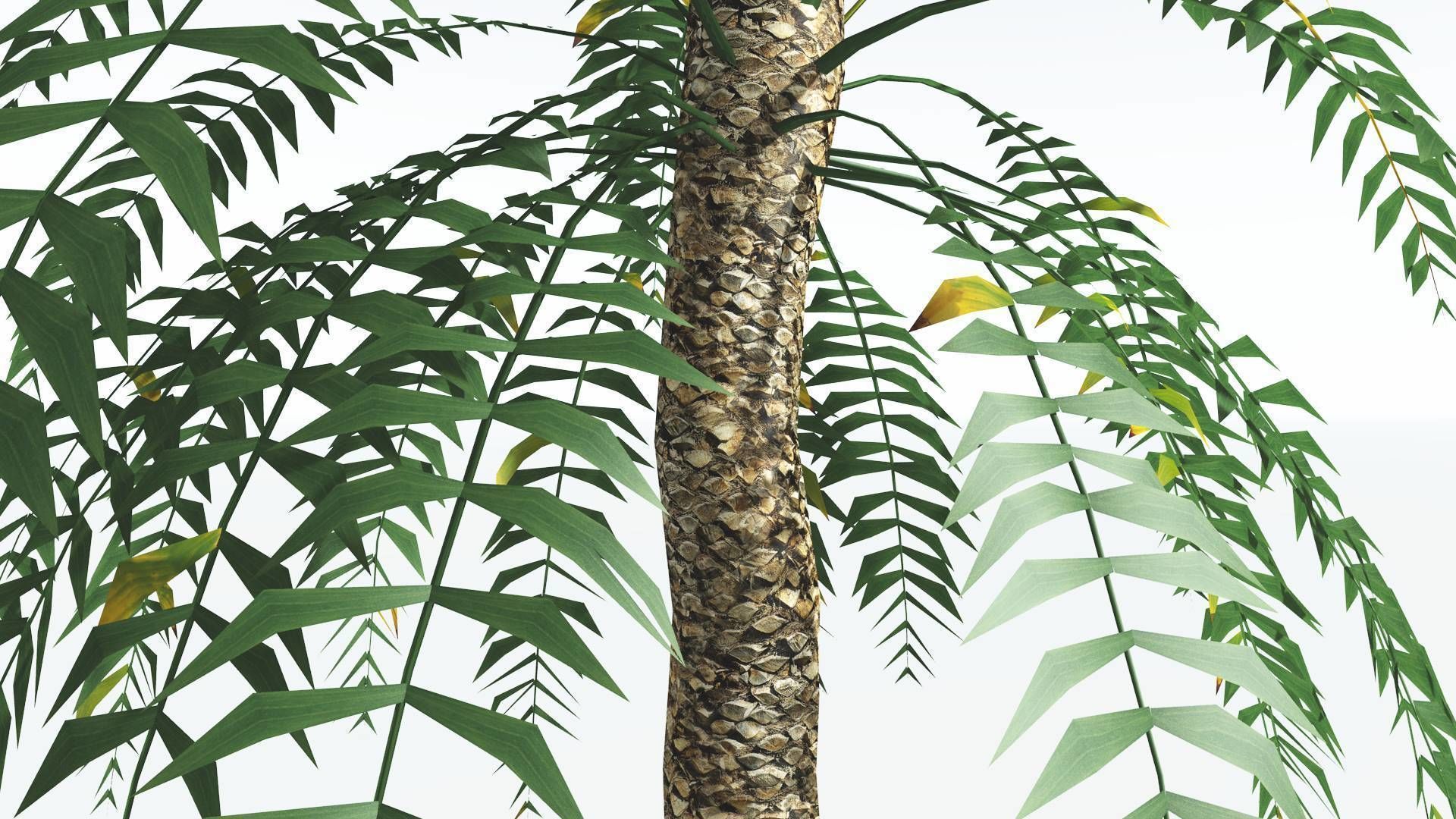 EVERYPlant Date Palm LowPoly 3 --16 Models-- Low-poly 3D model_33