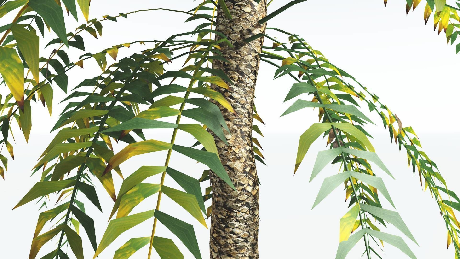 EVERYPlant Date Palm LowPoly 3 --16 Models-- Low-poly 3D model_7