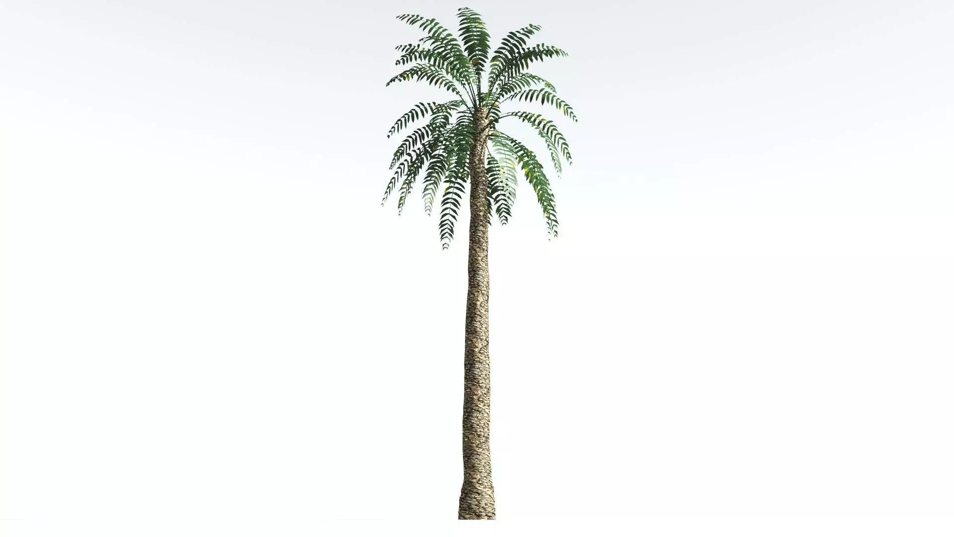 EVERYPlant Date Palm LowPoly 3 --16 Models-- Low-poly 3D model_0