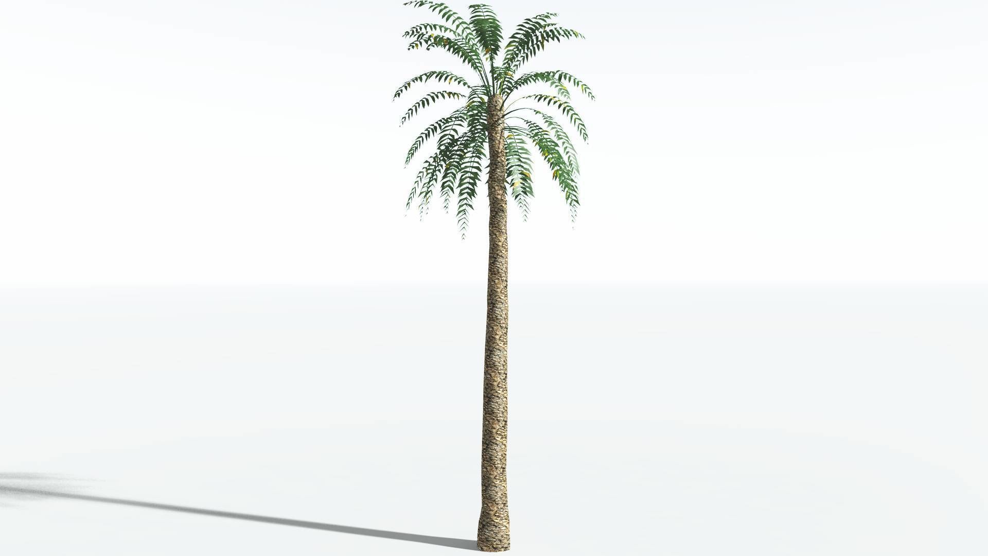 EVERYPlant Date Palm LowPoly 3 --16 Models-- Low-poly 3D model_16
