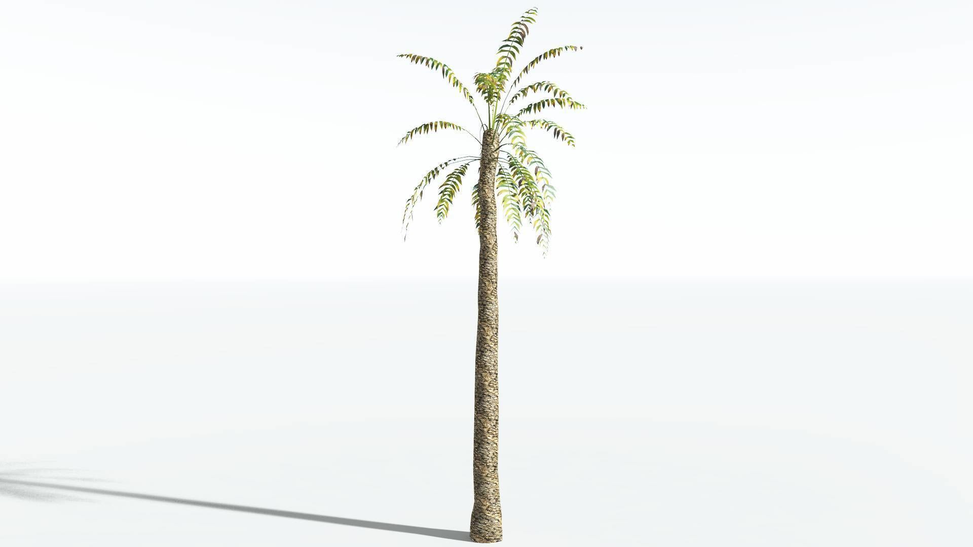 EVERYPlant Date Palm LowPoly 3 --16 Models-- Low-poly 3D model_8