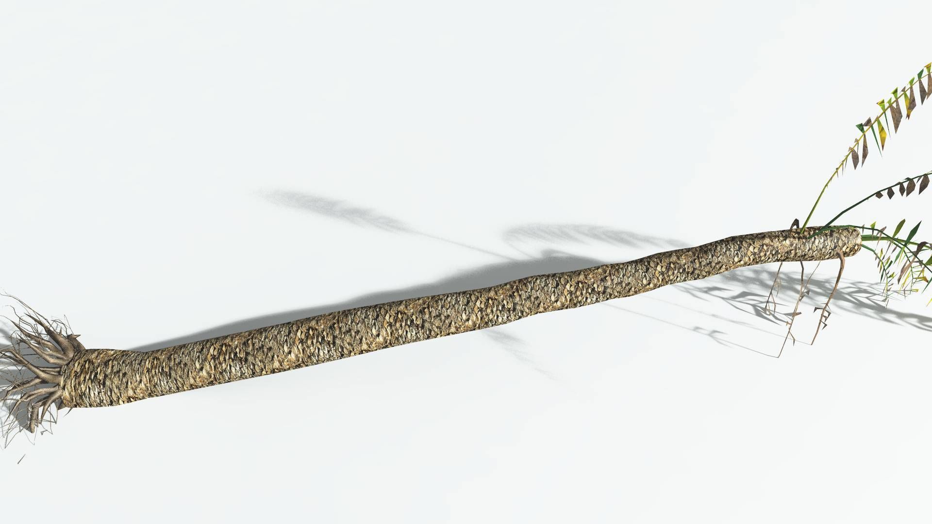 EVERYPlant Date Palm LowPoly 3 --16 Models-- Low-poly 3D model_15