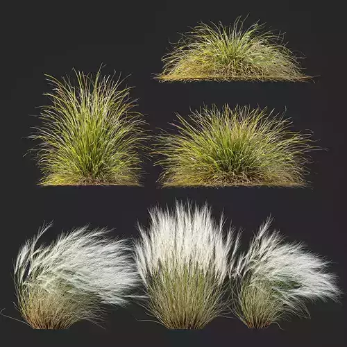 Anemanthele lessoniana and Ostnica Mocna Pony Tails