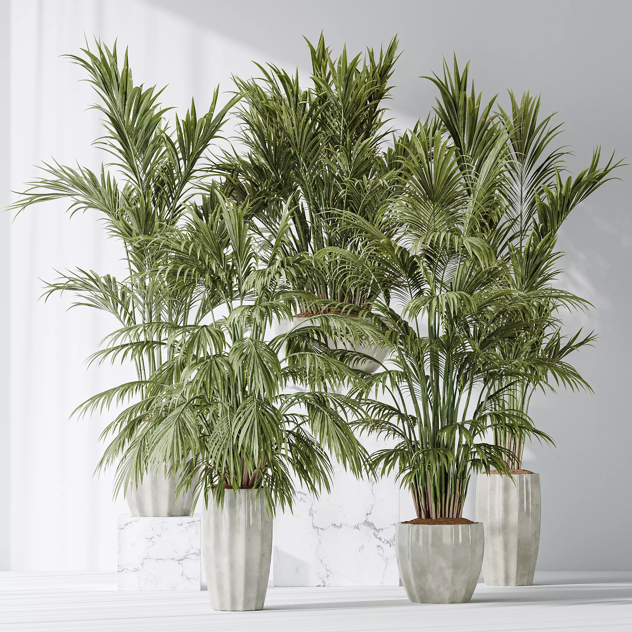 Areca Majesty Cat Reed Palm vases 3D model_0