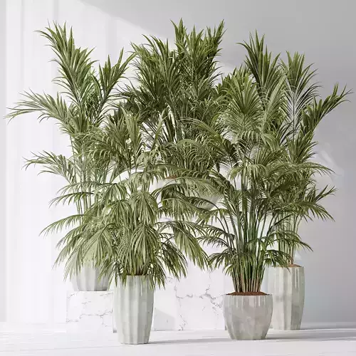 Areca Majesty Cat Reed Palm vases 3D model