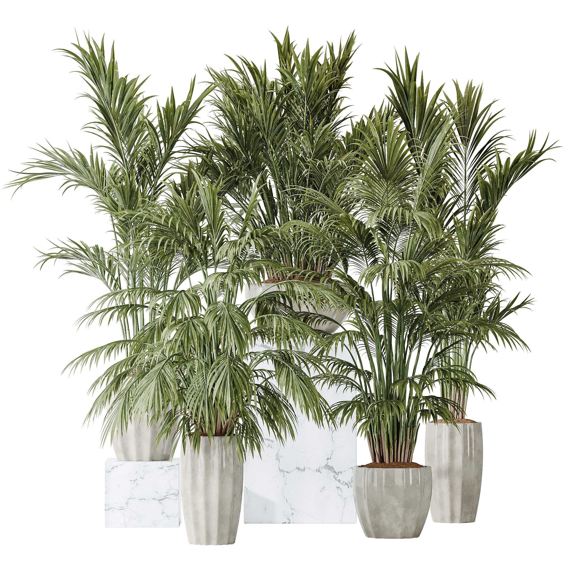 Areca Majesty Cat Reed Palm vases 3D model_1