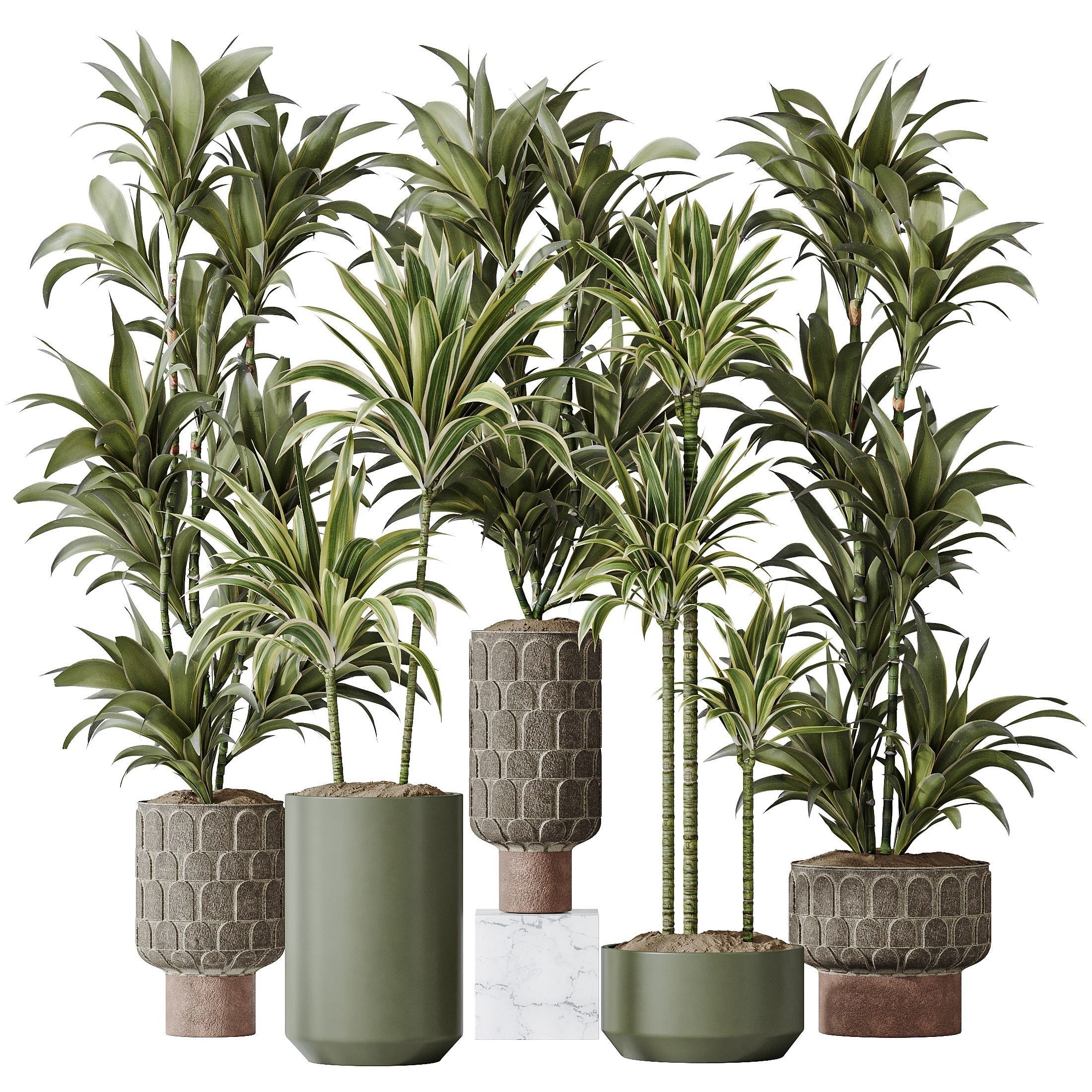 Dracaena Warneckii Lemon Lime Cane Dragon 3D model_1