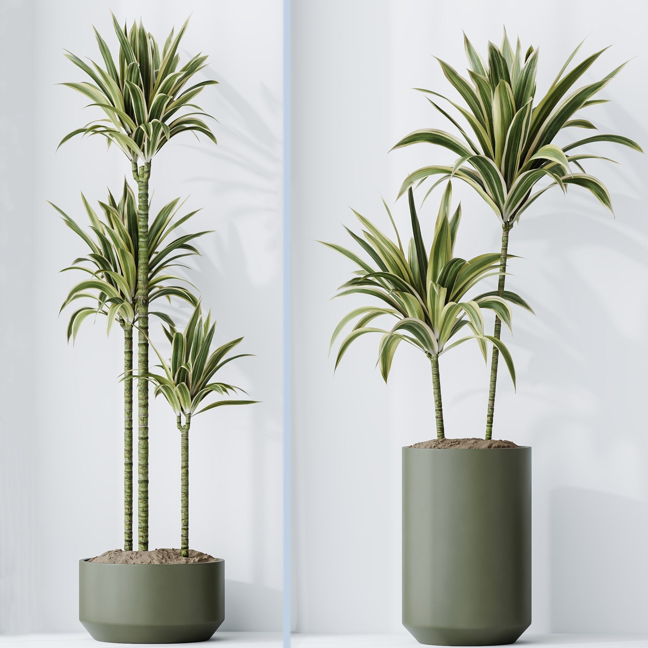 Dracaena Warneckii Lemon Lime Cane Dragon 3D model_3