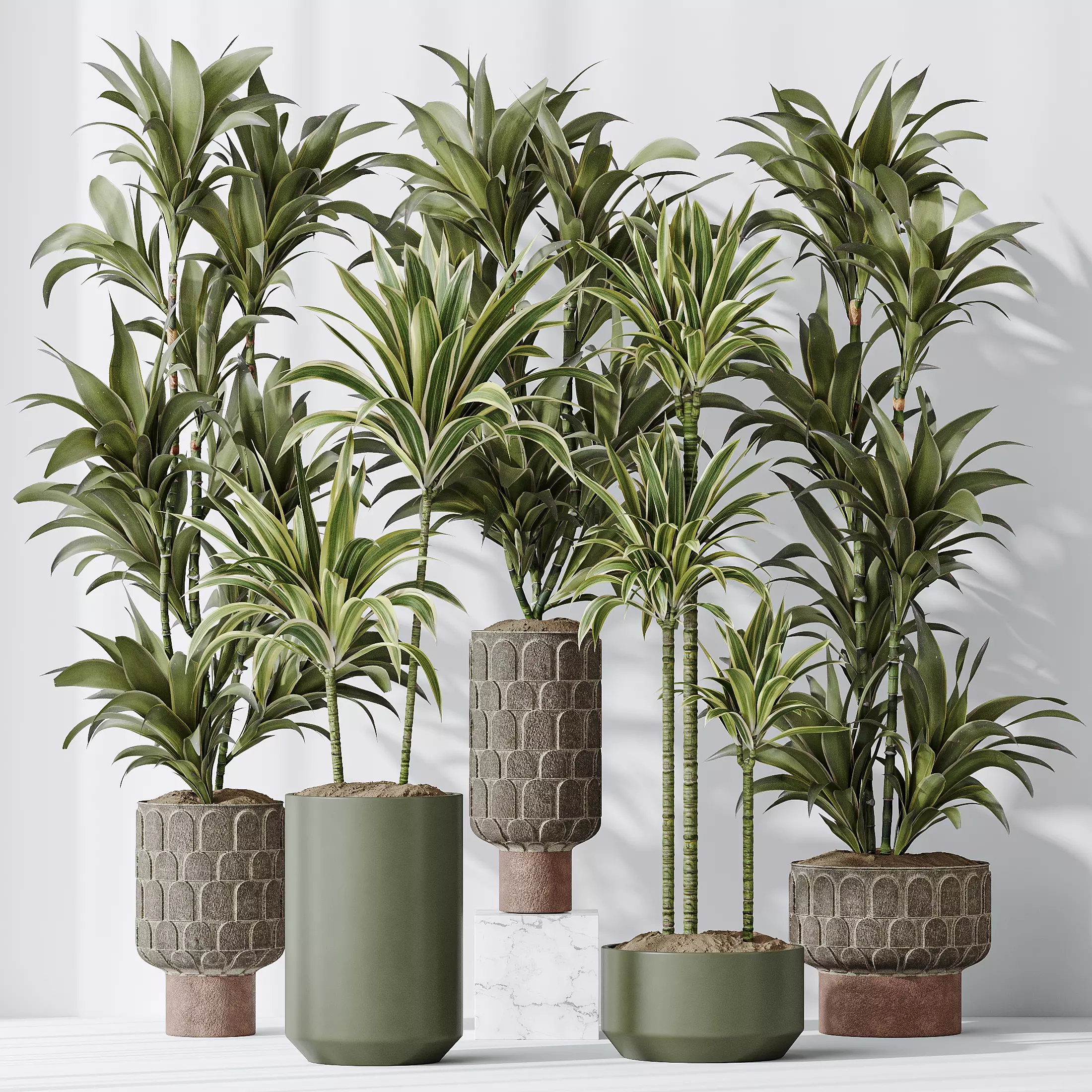 Dracaena Warneckii Lemon Lime Cane Dragon 3D model_0