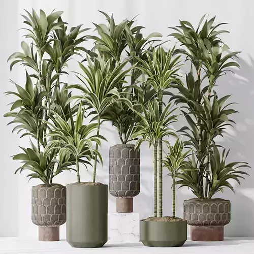 Dracaena Warneckii Lemon Lime Cane Dragon 3D model Dracaena Warneckii Lemon Lime Cane Dragon 3D model