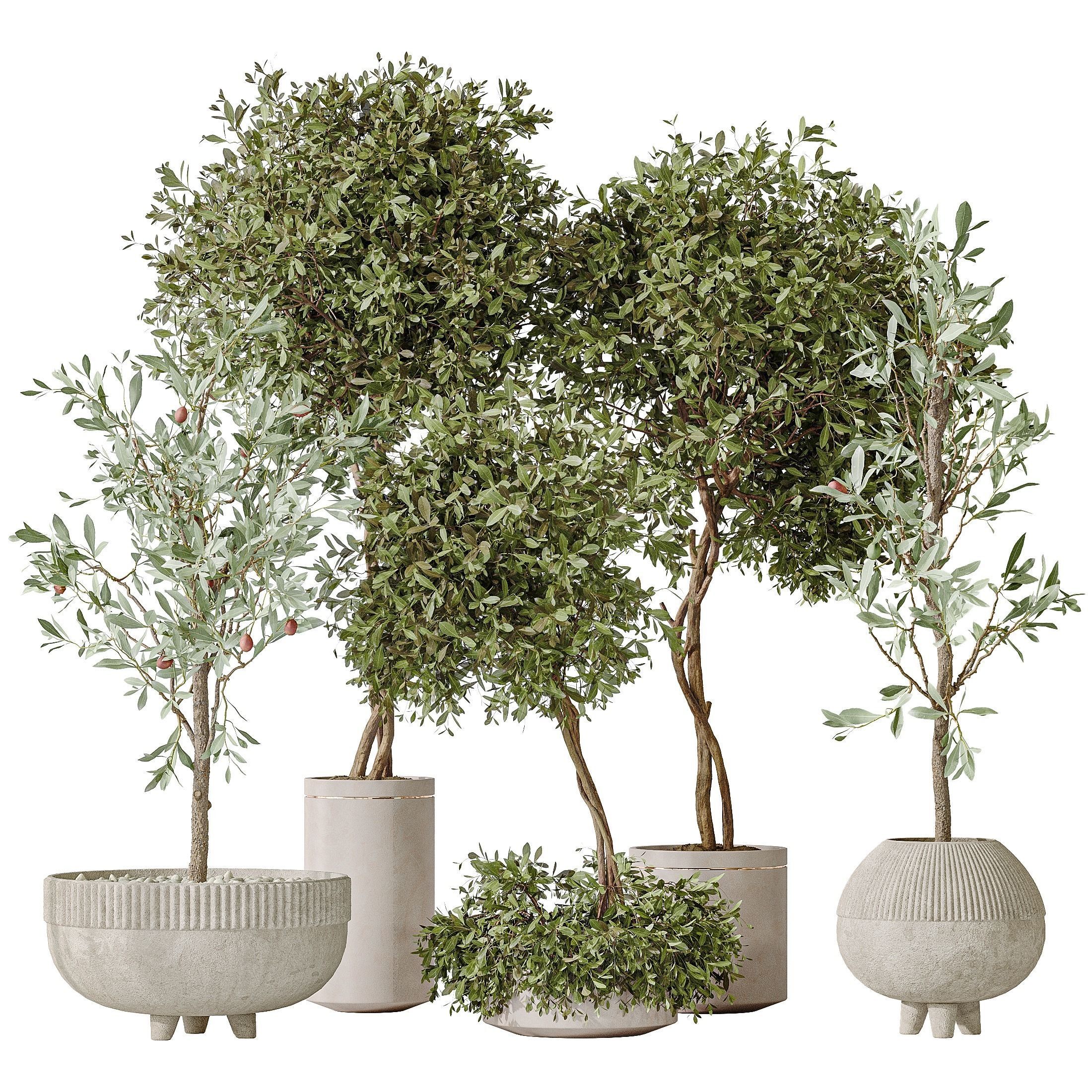 Olive Artificial Olivo Olea Tree 3D model_1