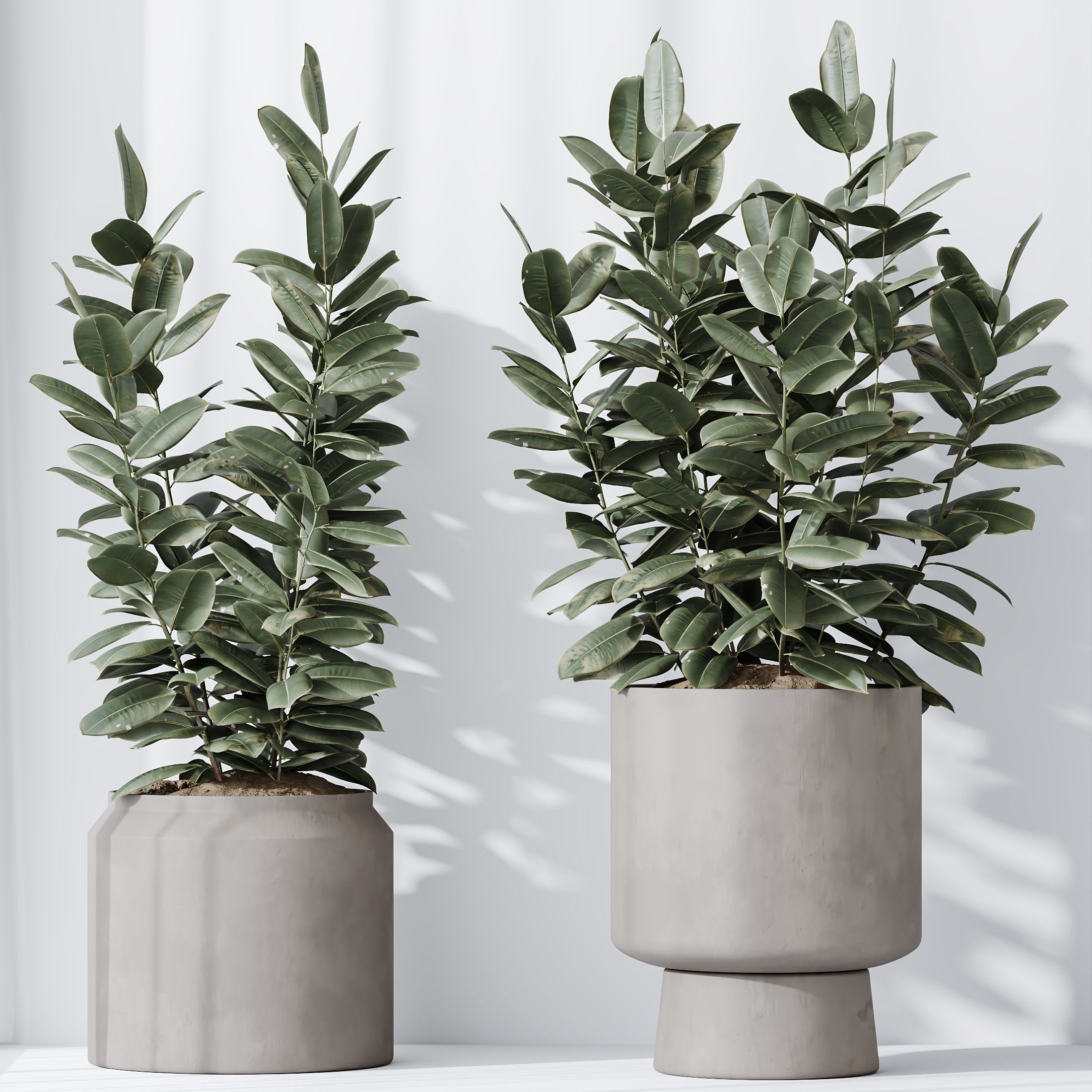 Rubber Ficus Elastica Abidjan Melany vases 3D model_2