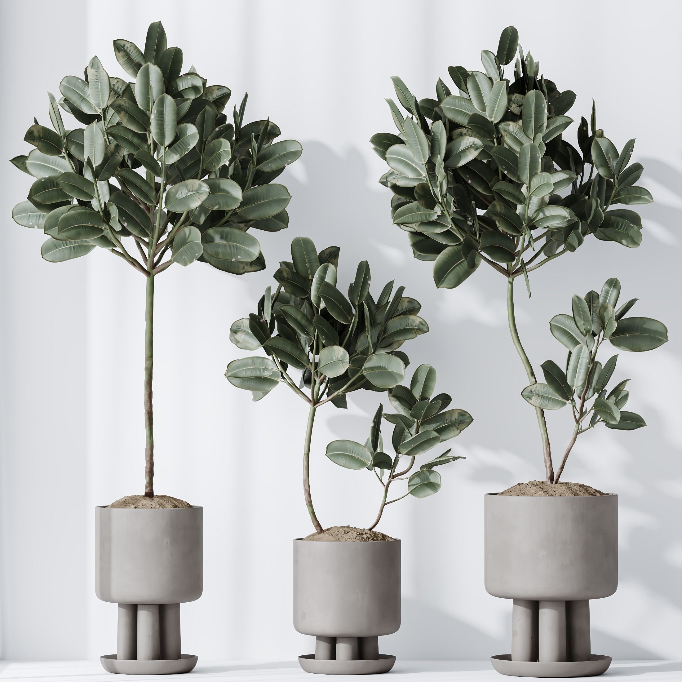 Rubber Ficus Elastica Abidjan Melany vases 3D model_3