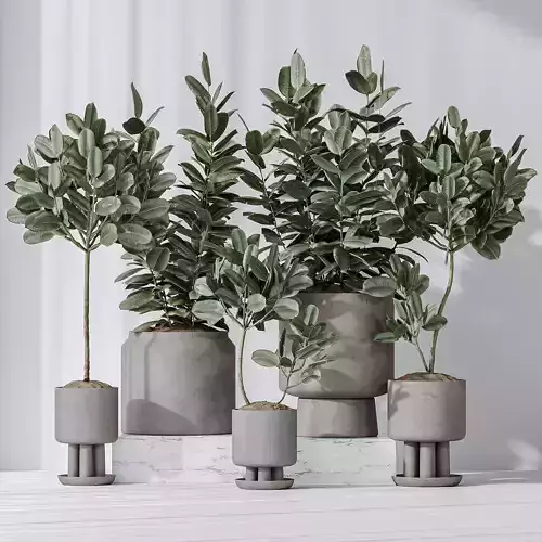 Rubber Ficus Elastica Abidjan Melany vases 3D model