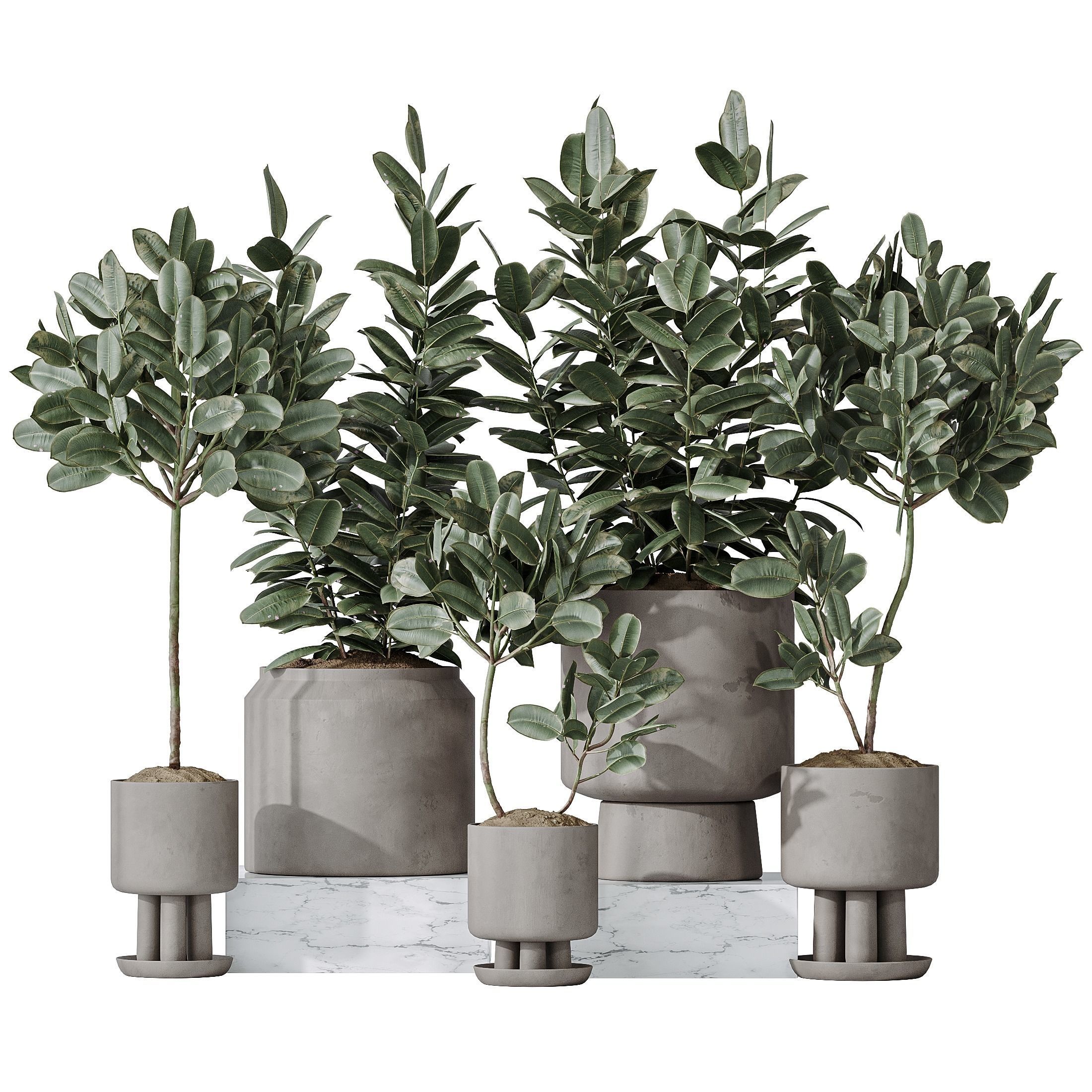 Rubber Ficus Elastica Abidjan Melany vases 3D model_1