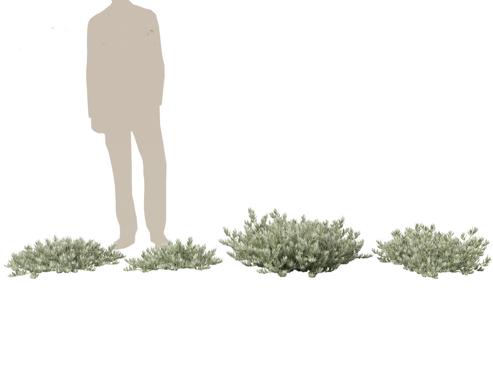 Eremophila glabra Kalbarri carpet - Tar Bush 3D model_6