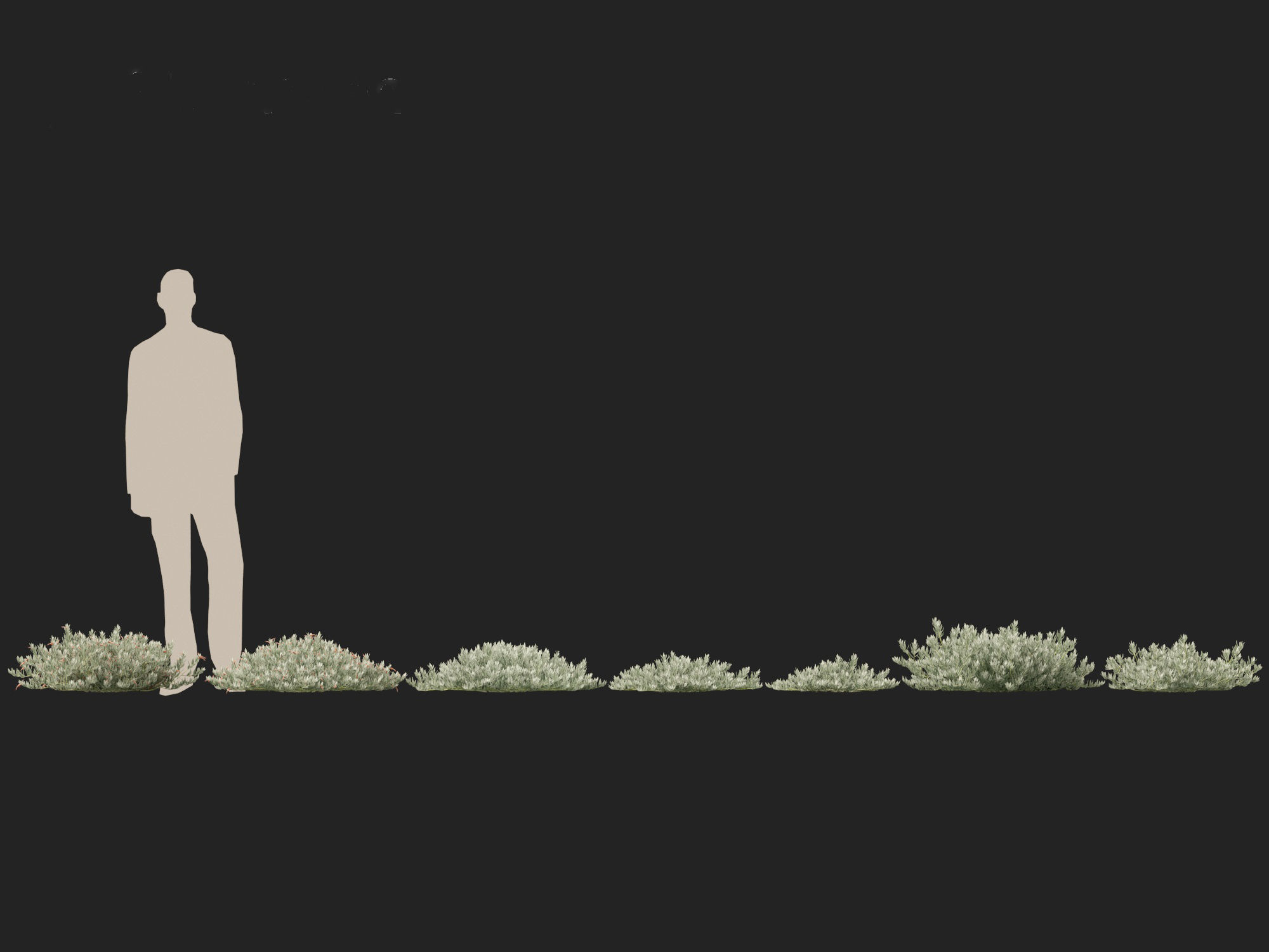 Eremophila glabra Kalbarri carpet - Tar Bush 3D model_3