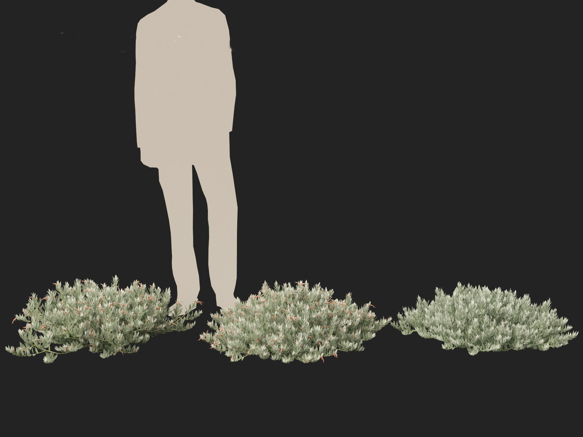 Eremophila glabra Kalbarri carpet - Tar Bush 3D model_5