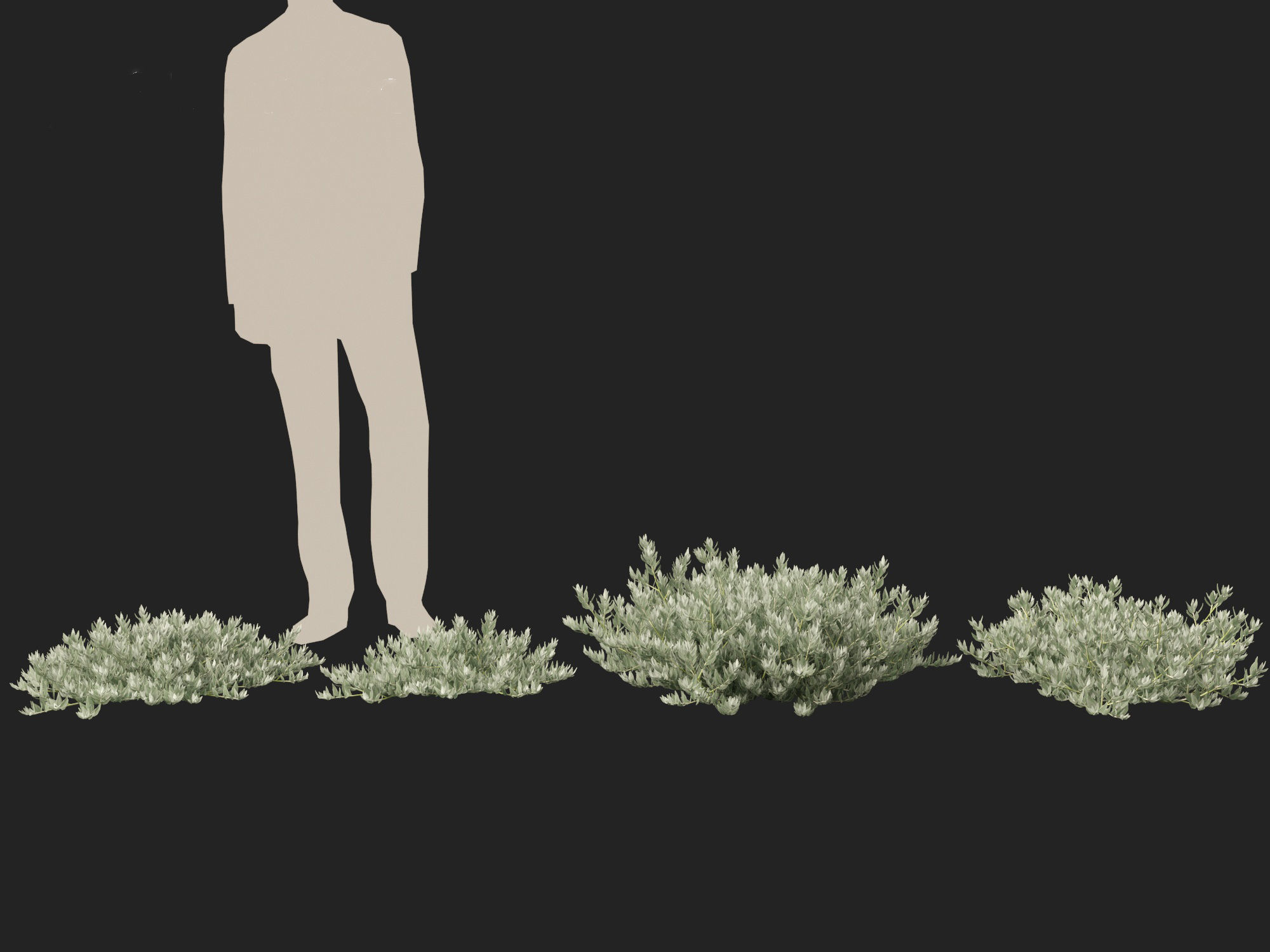 Eremophila glabra Kalbarri carpet - Tar Bush 3D model_7