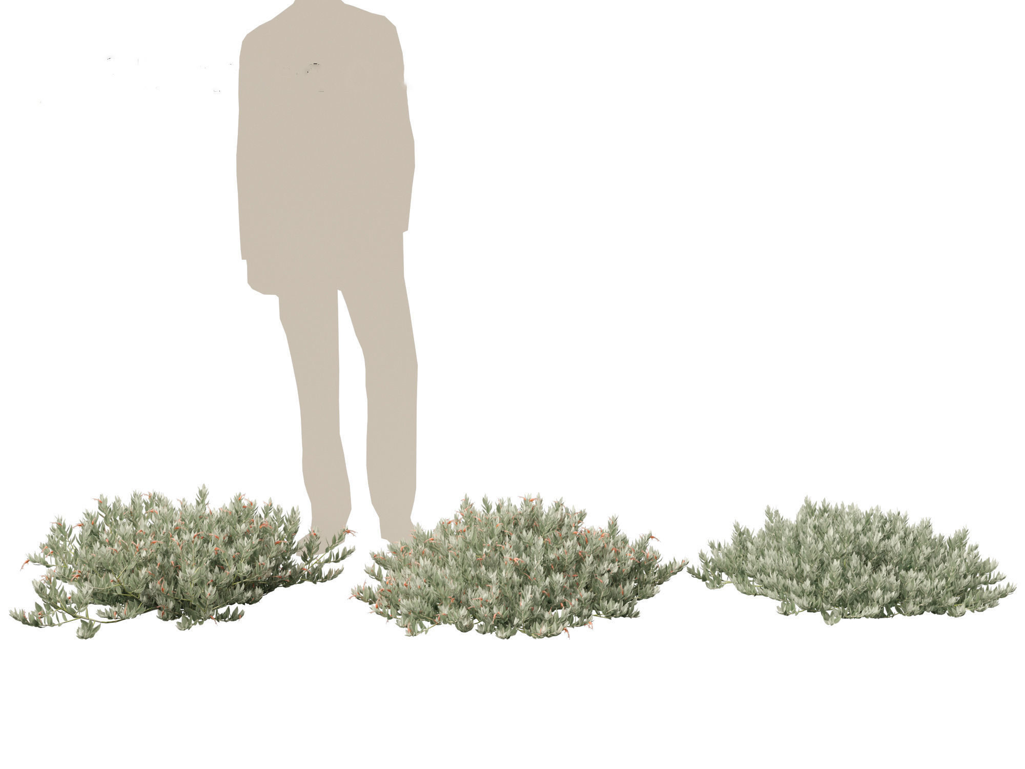 Eremophila glabra Kalbarri carpet - Tar Bush 3D model_4