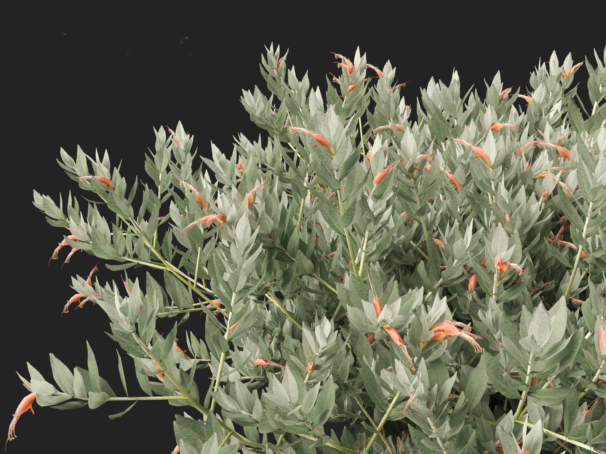 Eremophila glabra Kalbarri carpet - Tar Bush 3D model_2