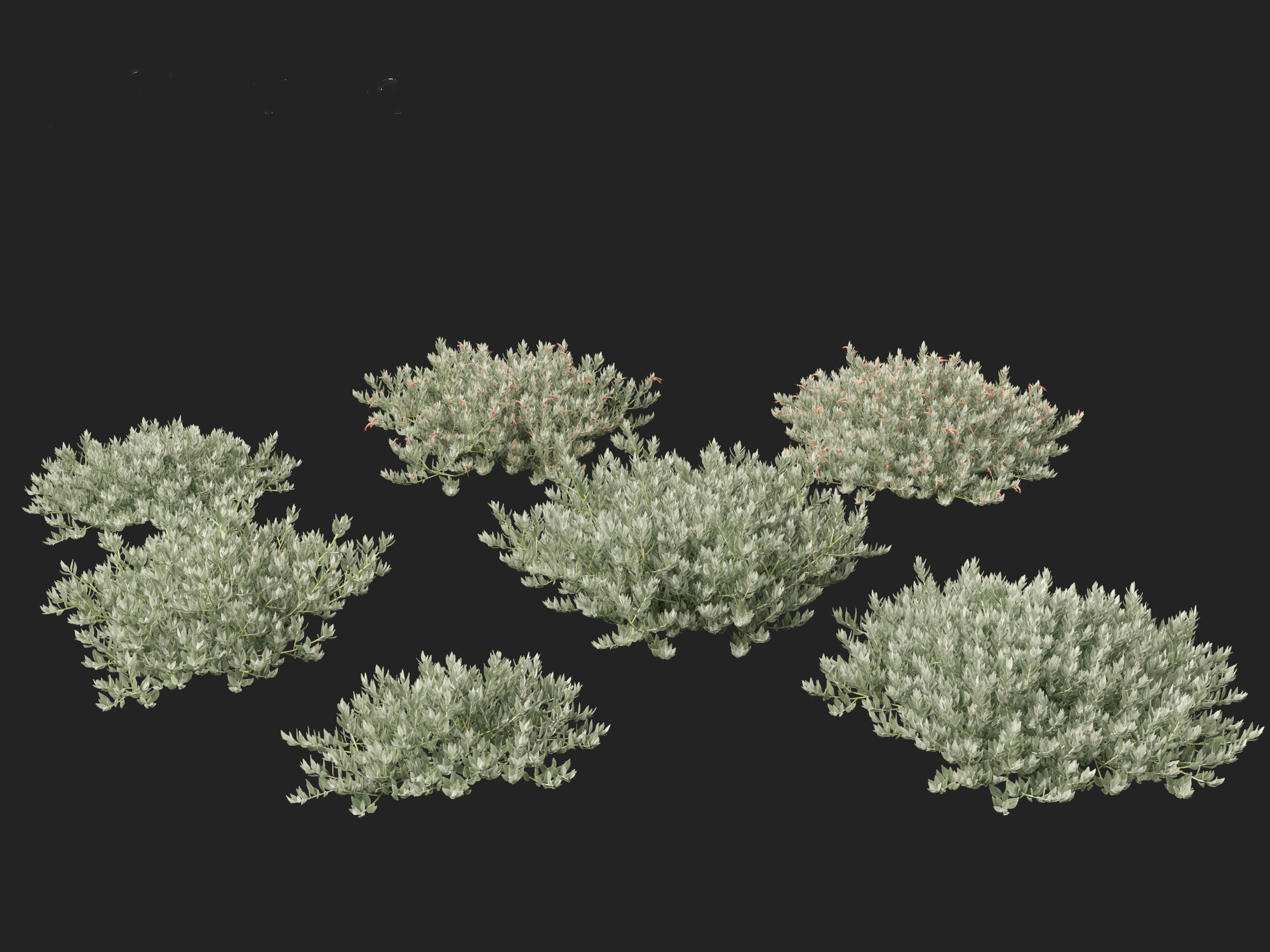 Eremophila glabra Kalbarri carpet - Tar Bush 3D model_8