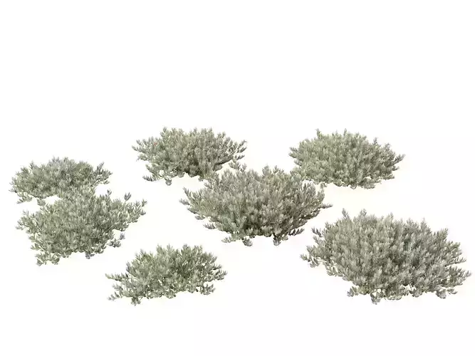 Eremophila glabra Kalbarri carpet - Tar Bush