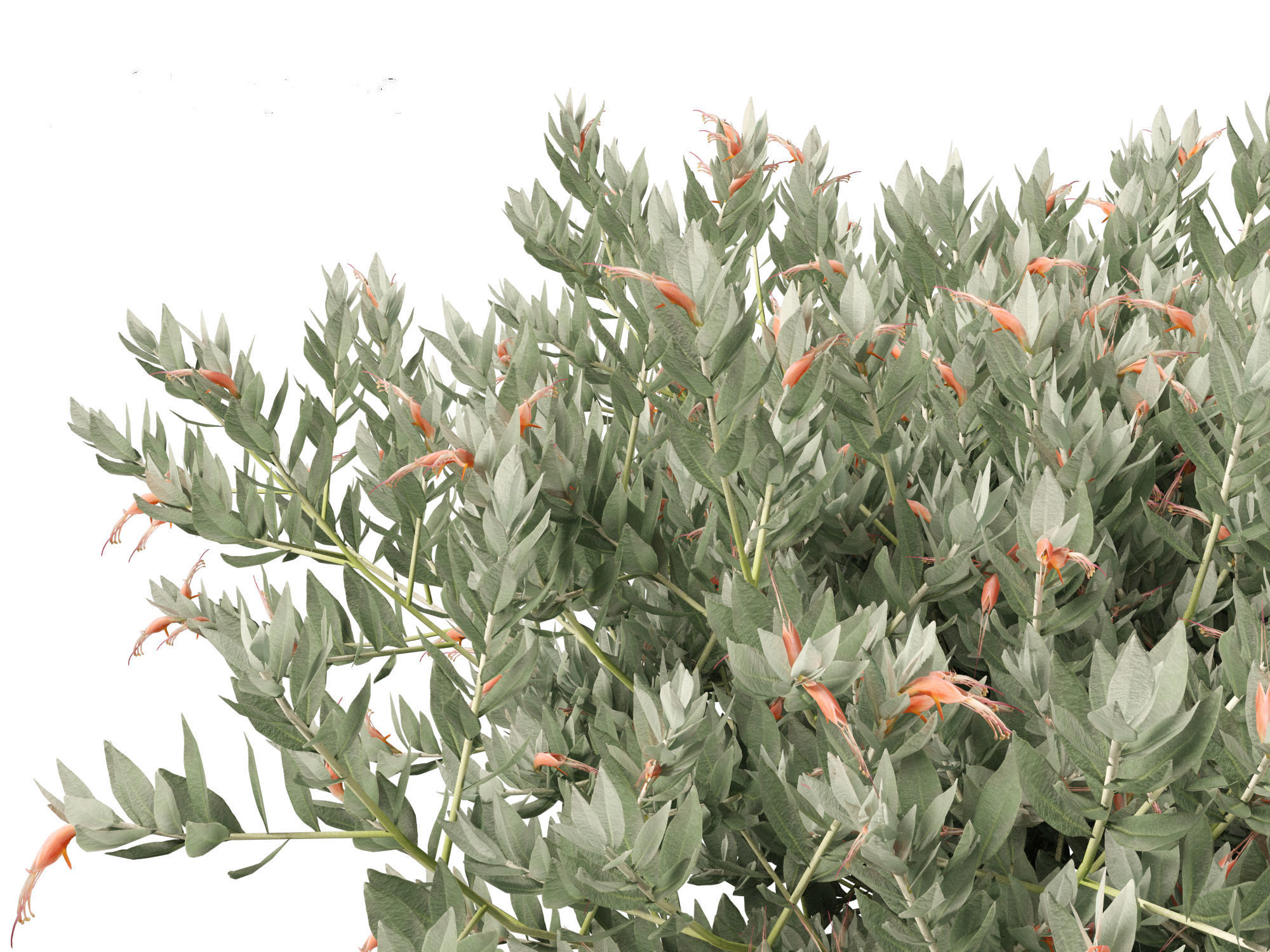 Eremophila glabra Kalbarri carpet - Tar Bush 3D model_9