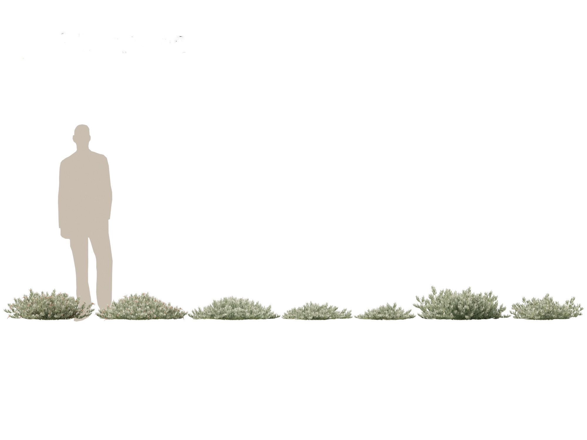 Eremophila glabra Kalbarri carpet - Tar Bush 3D model_1