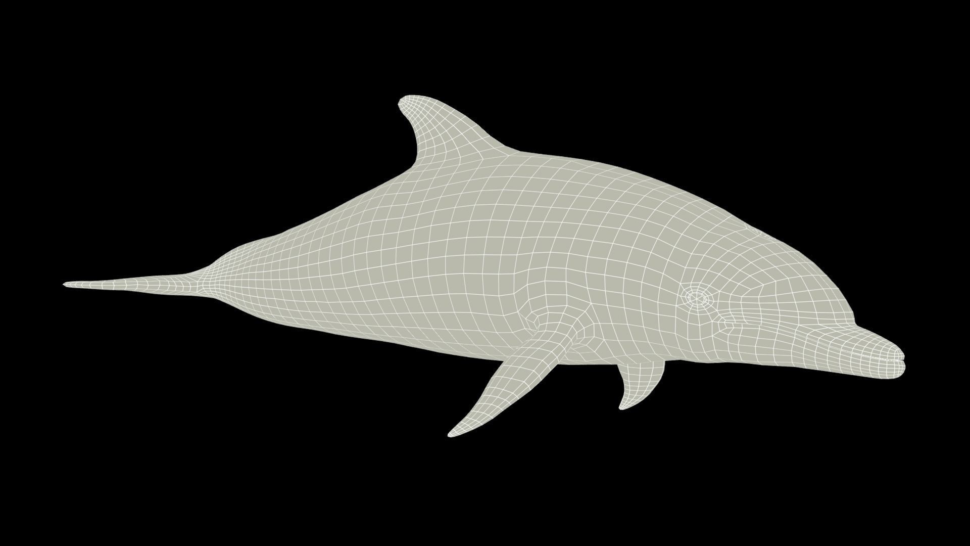 Bottlenose Dolphin Low-poly 3D model_10