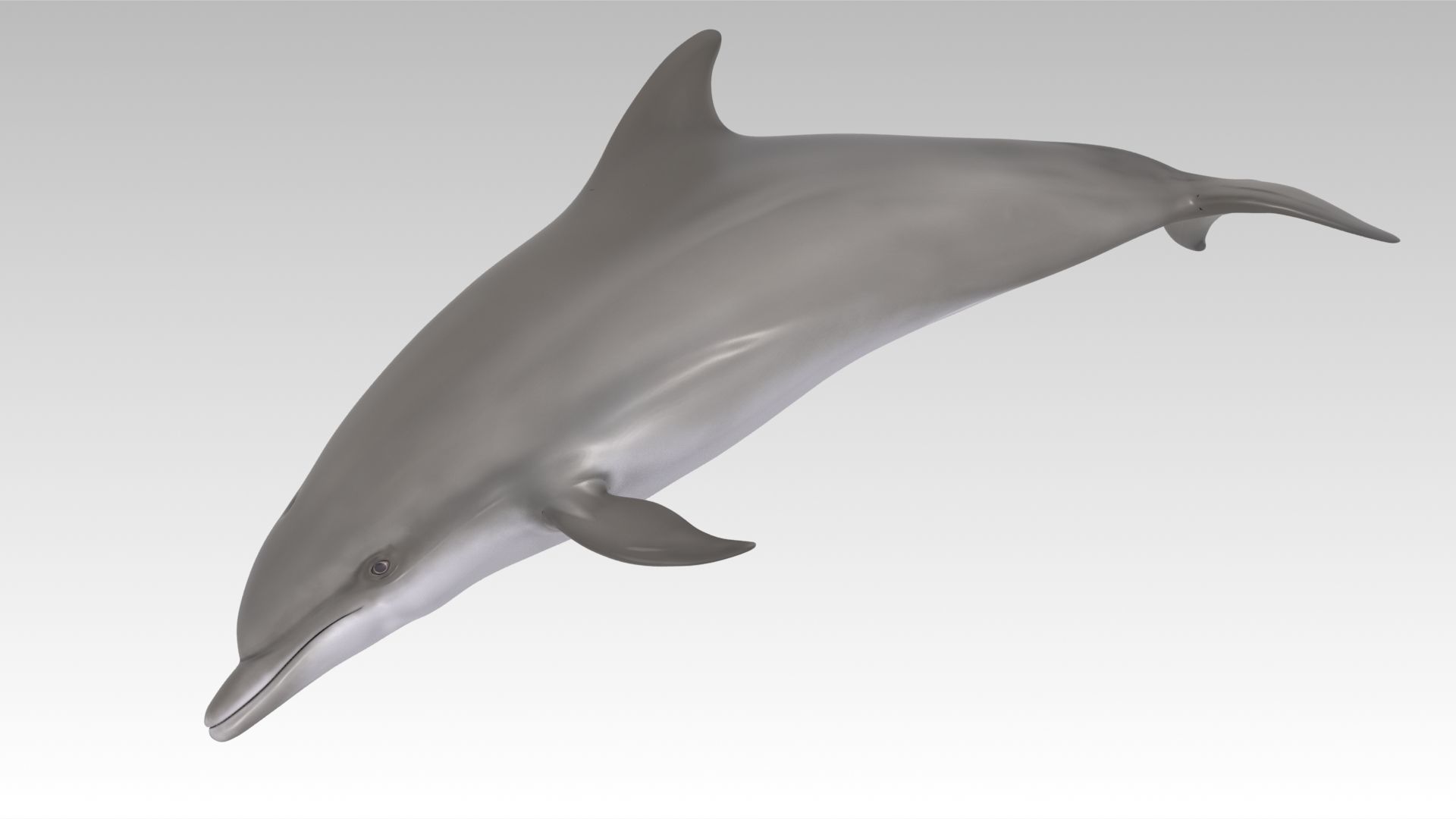 Bottlenose Dolphin Low-poly 3D model_9