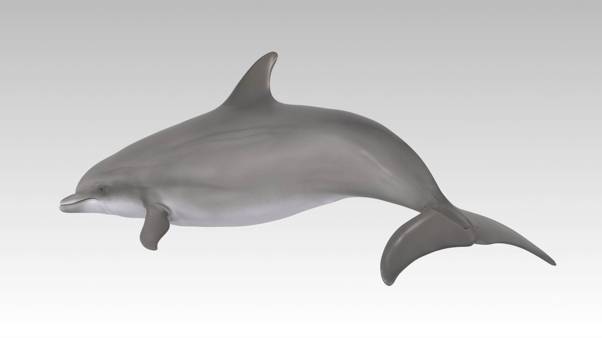 Bottlenose Dolphin Low-poly 3D model_4