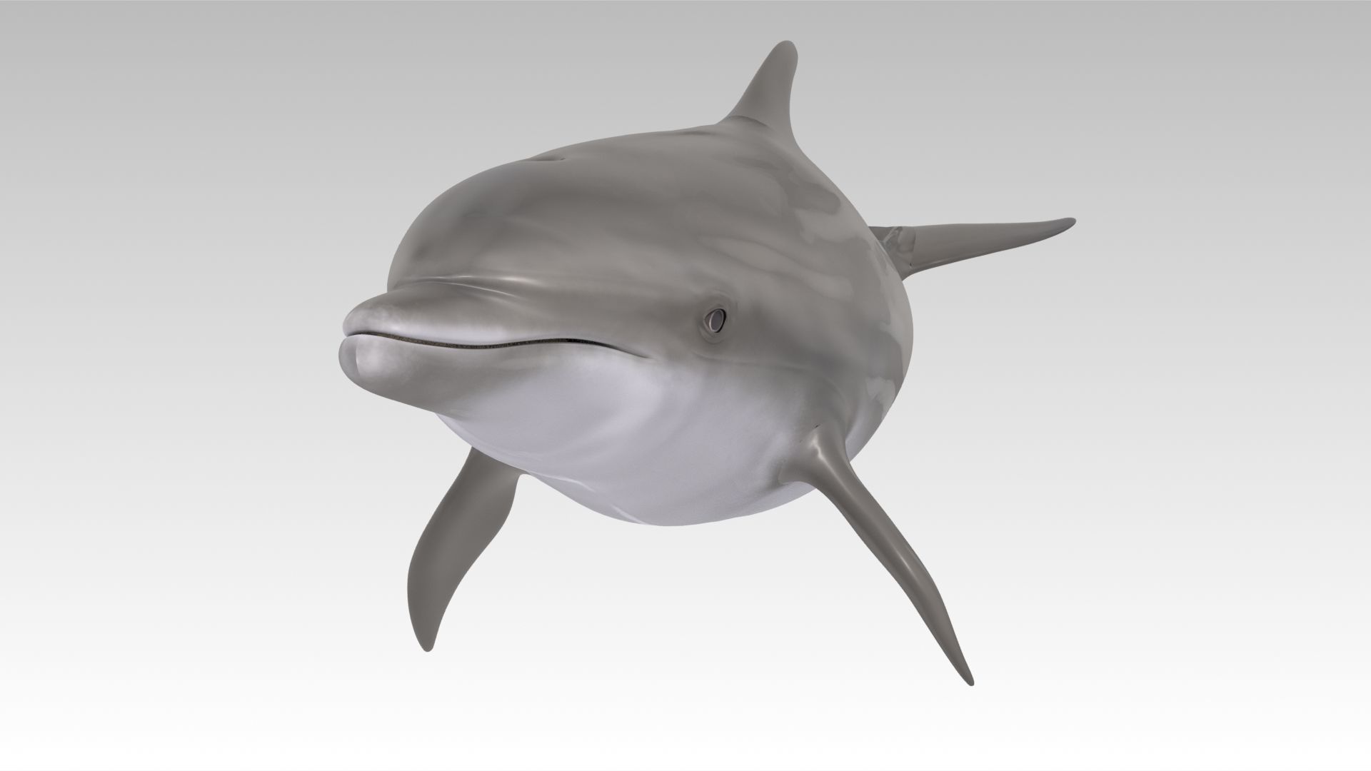 Bottlenose Dolphin Low-poly 3D model_8