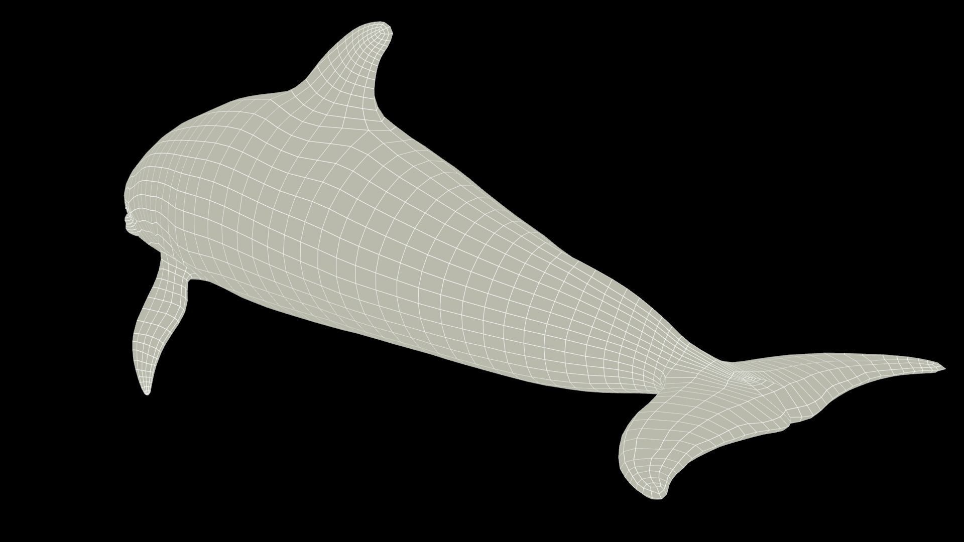 Bottlenose Dolphin Low-poly 3D model_11