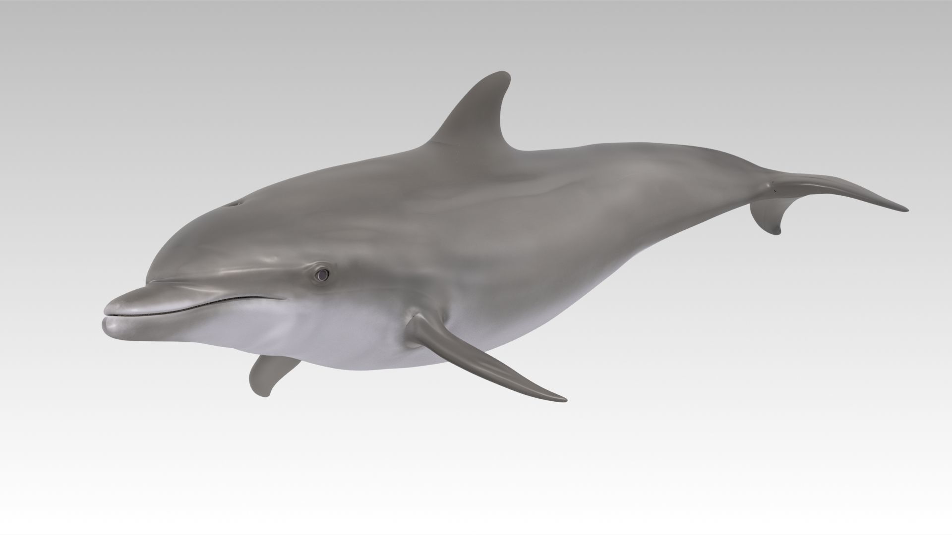 Bottlenose Dolphin Low-poly 3D model_5