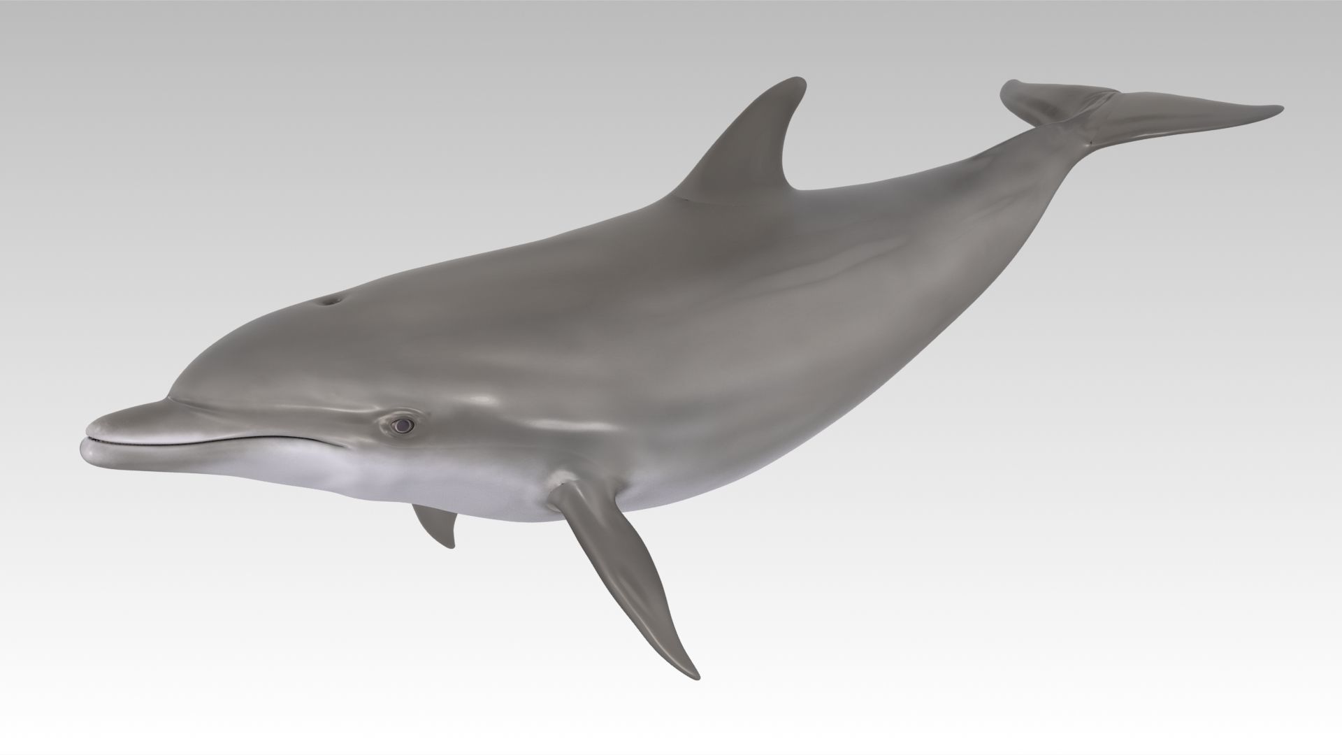 Bottlenose Dolphin Low-poly 3D model_6