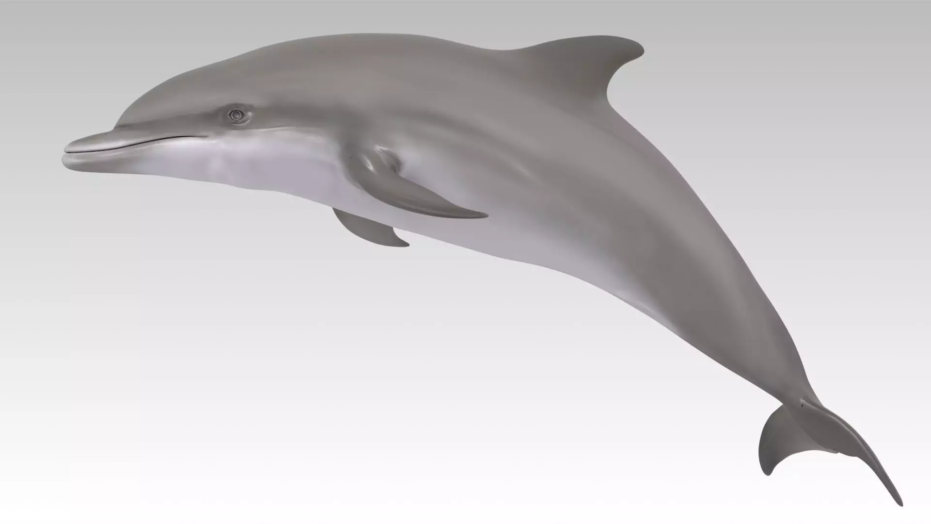 Bottlenose Dolphin Low-poly 3D model_0