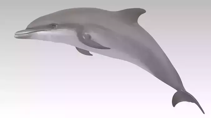 Bottlenose Dolphin Low-poly 3D model