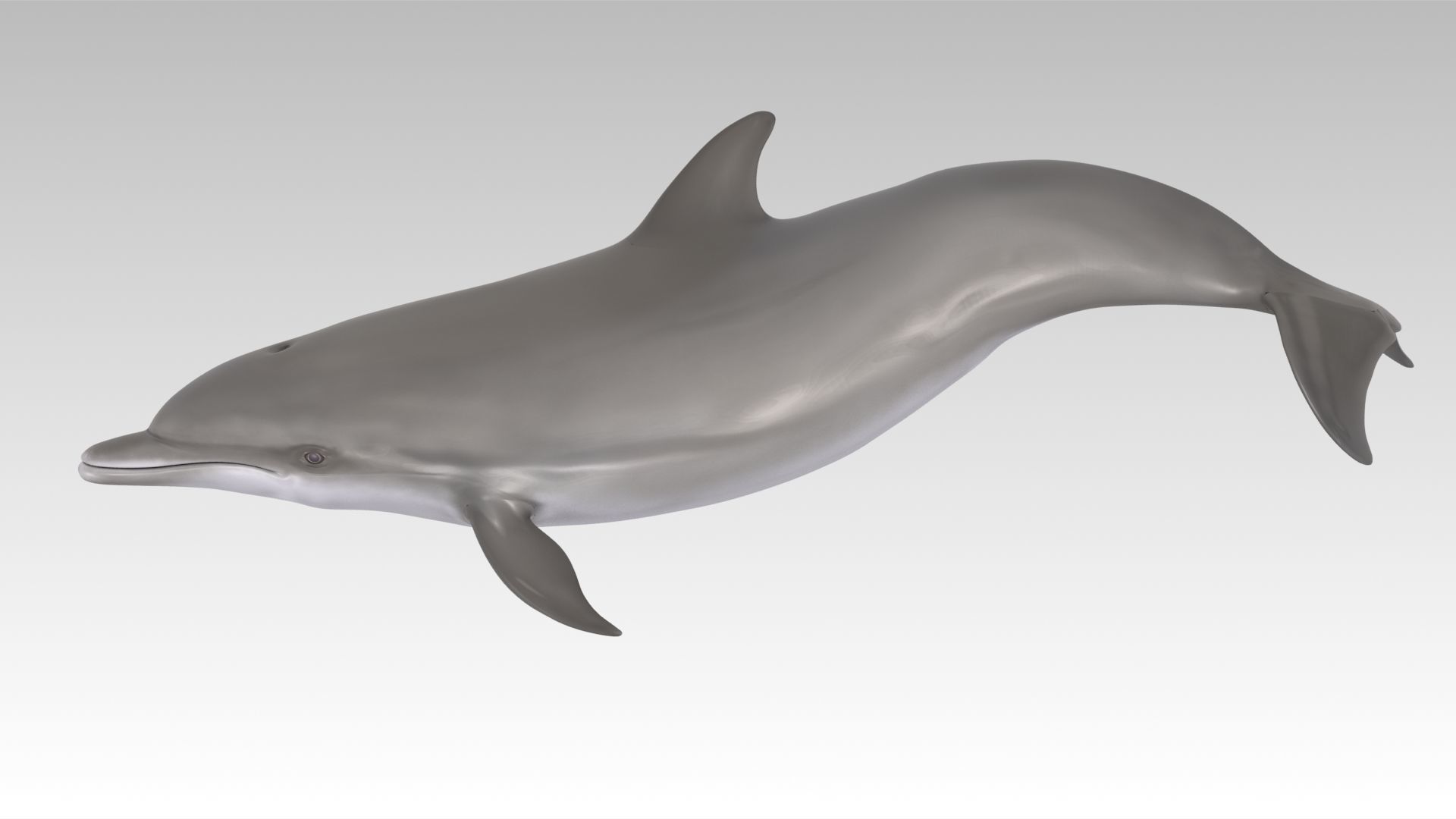Bottlenose Dolphin Low-poly 3D model_7