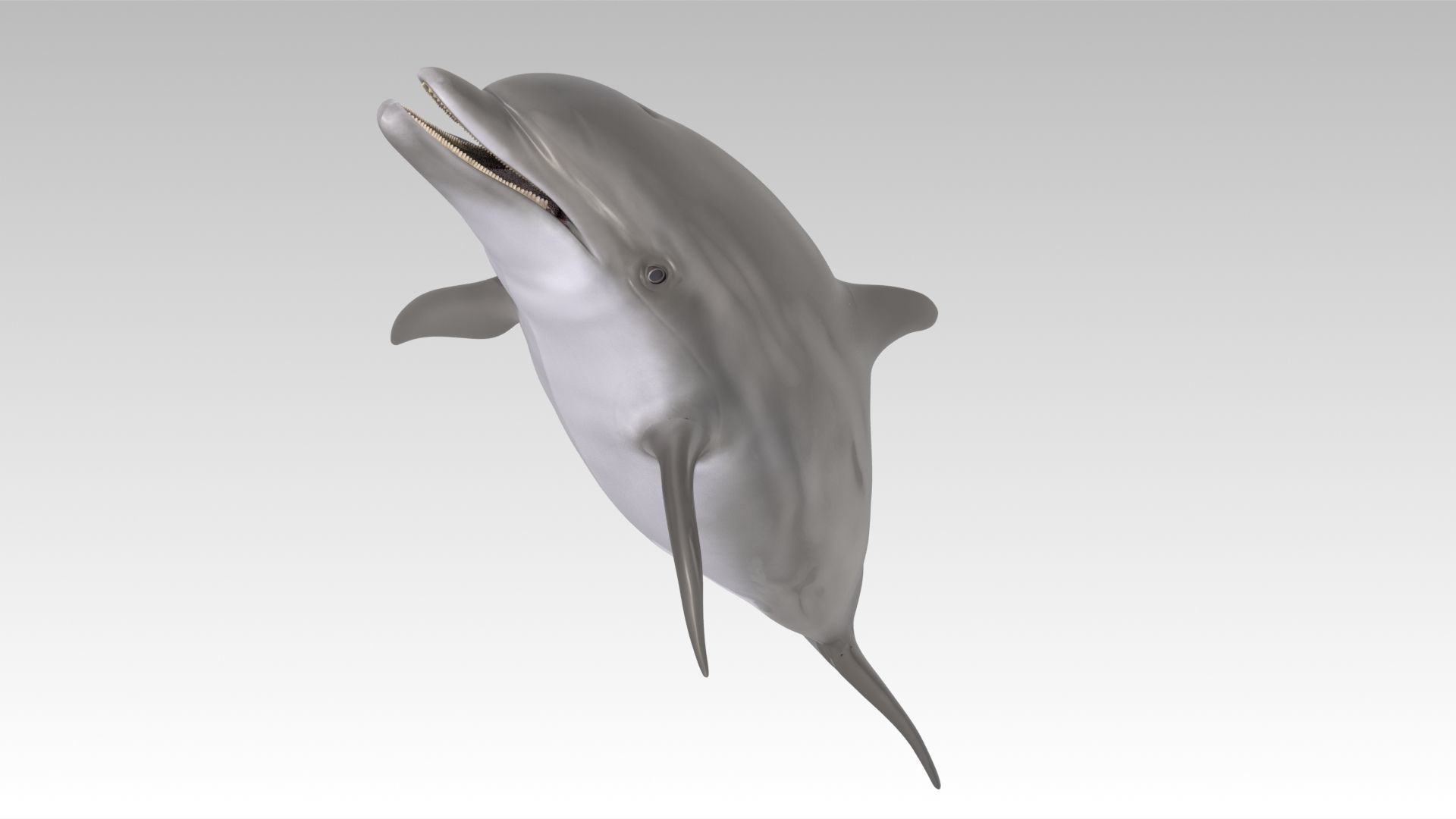 Bottlenose Dolphin Low-poly 3D model_2