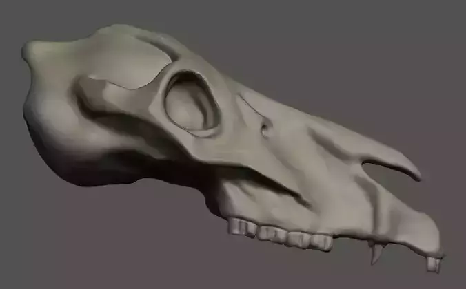 Horse Skull
