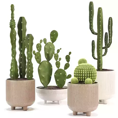 Indoor plants cactus set 
