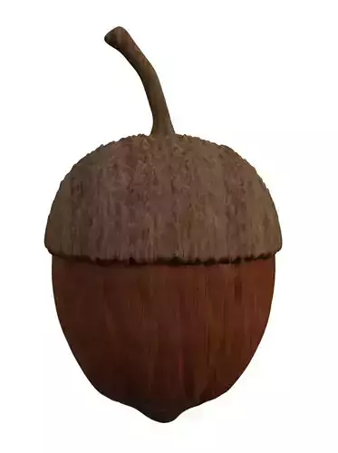 Acorn