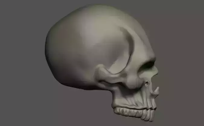 Human Skull