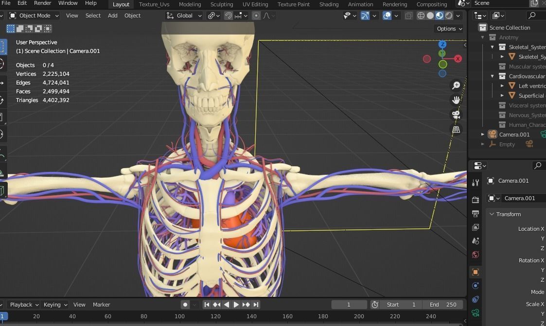 Complete Male human 3D Anatomy 3D model_11