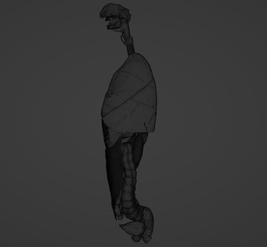 Complete Male human 3D Anatomy 3D model_46