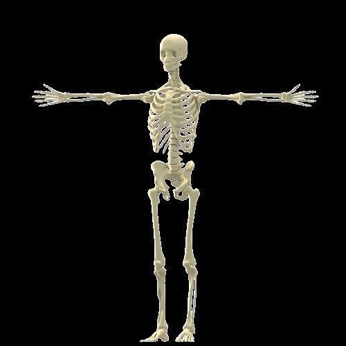 Complete Male human 3D Anatomy 3D model_8