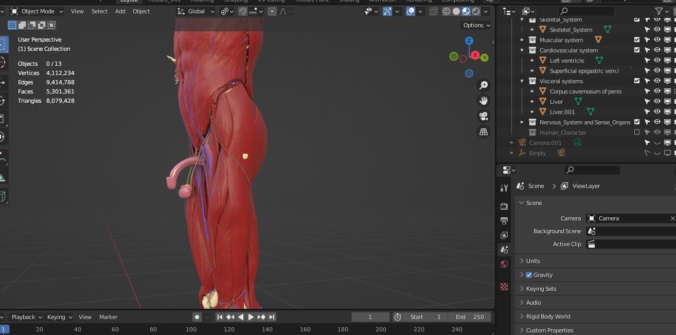 Complete Male human 3D Anatomy 3D model_37