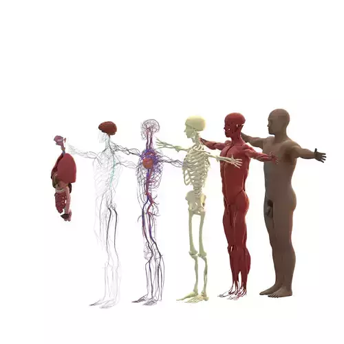 Complete Male human 3D Anatomy 3D model