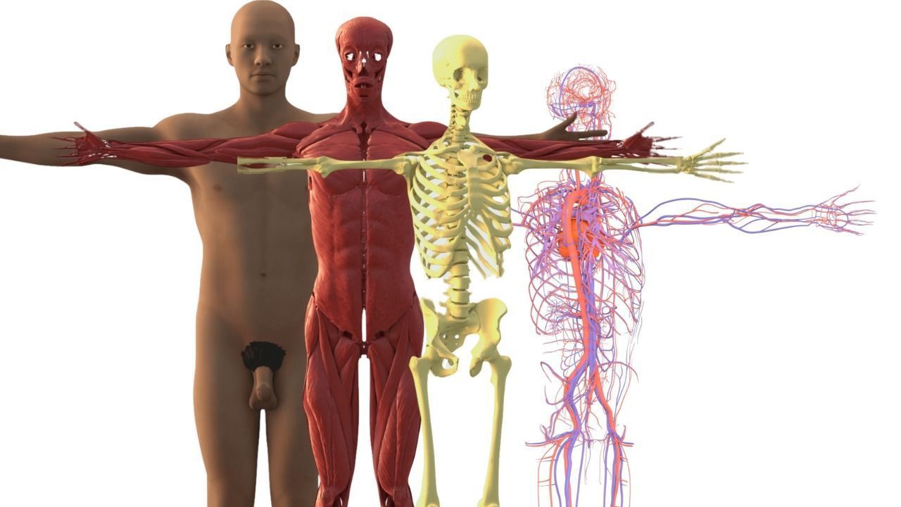 Complete Male human 3D Anatomy 3D model_30